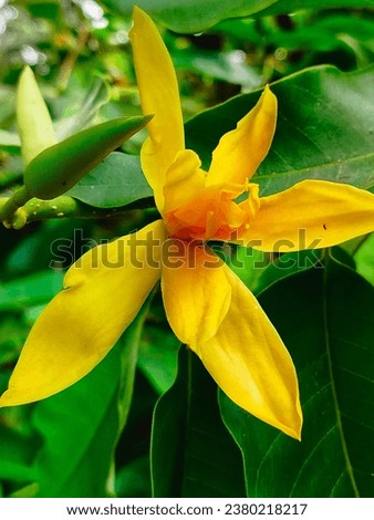 Magnolia Champaca, which in Indonesian is called " bunga kantil atau cempaka wangi" is yellow and has a fragrant aroma in a garden 