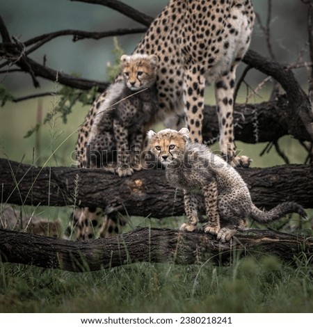 Picture in masai mara for cubs on big tree branch
