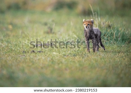 Picture in masai mara for cheetah cute cub
