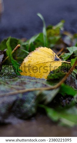 Fallen autumn leaf on the ground during the rain