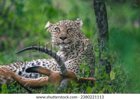 Picture in masai mara for leopard winking for the camera