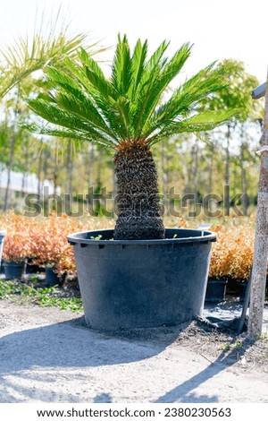 A large fan-shaped palm grows in a large clay pot against a background of beautiful exotic flowers in the garden