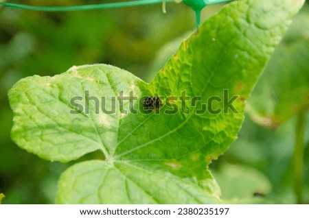 Ladybug sitting on a cucumber leaf