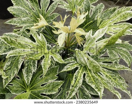 Speckled green and white variegated foliage of Japanese Aralia Fatsia japonica 'Spider's Web' Royalty-Free Stock Photo #2380235649