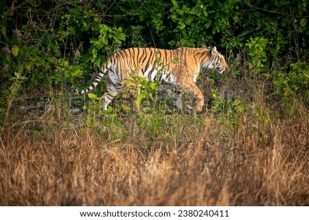 indian wild female tiger or panthera tigris side profile walking or territory stroll prowl terai region forest in natural scenic grassland in day safari at jim corbett national park uttarakhand india Royalty-Free Stock Photo #2380240411