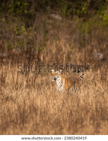 indian wild female tiger or panthera tigris head on tail up on prowl terai region forest in natural scenic grassland in day safari at dhikala zone of jim corbett national park uttarakhand india asia Royalty-Free Stock Photo #2380240419