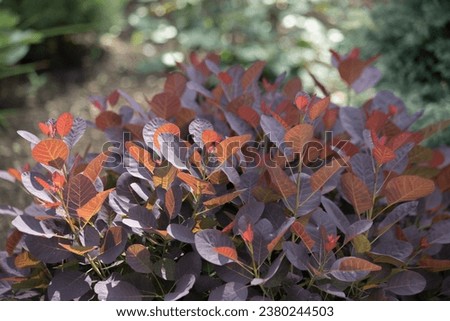 Close-up of orange and red leaves and red fruits of low-growing, deciduous shrub . High quality photo