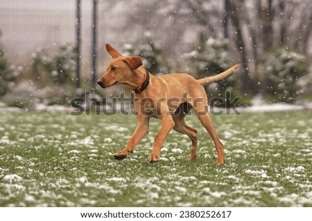 Funny beige and white 6-month-old Eurohound (European sled dog) puppy with an orange collar posing outdoors running fast on a green grass while snowing in autumn Royalty-Free Stock Photo #2380252617
