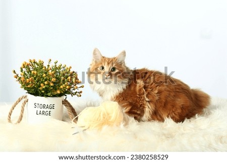 red Kuril bobtail kitten close up photo with wool ball on white wall background