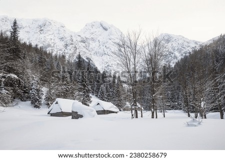 Snow has fallen in the wooded countryside, many trees, bare branches of the forest. Winter scene, cold, snowfall, postcard, scenic picture, pure, untouched, deep, unspoiled scenic composition.