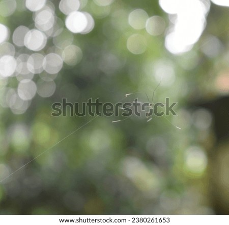 hanging crane fly with bokeh light background 