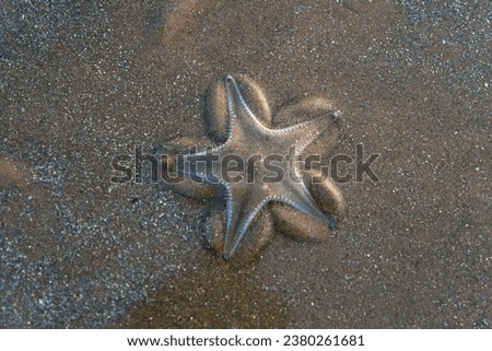 Found a transparent starfish in Digha, WB, India