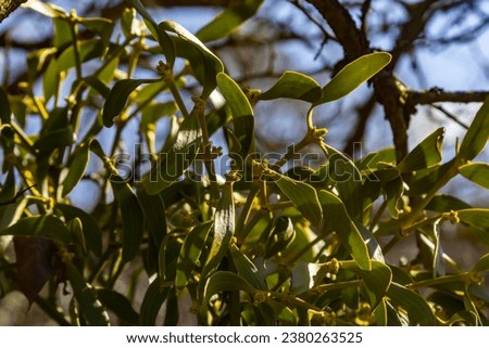Mistletoe aka viscum is parasite plant growing on trees. Closeup view of mistletoe on bare tree on blue sky background.