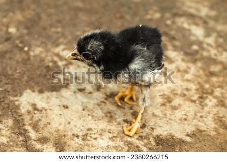 The black baby chicks have just hatched a few days ago