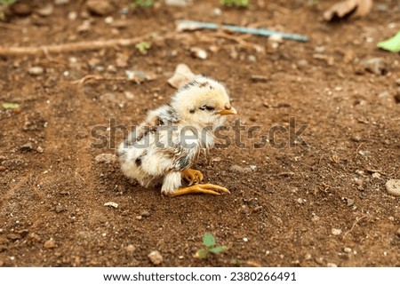 The baby chicks are yellowish white and have just hatched a few days ago