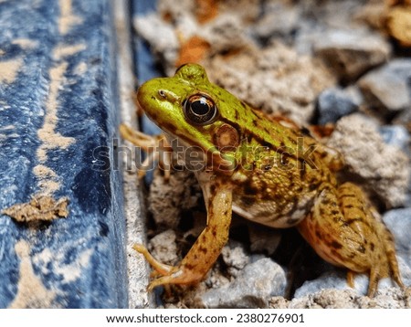 
Green frog sitting on the stones. Marsh frog (Pelophylax ridibundus) Royalty-Free Stock Photo #2380276901