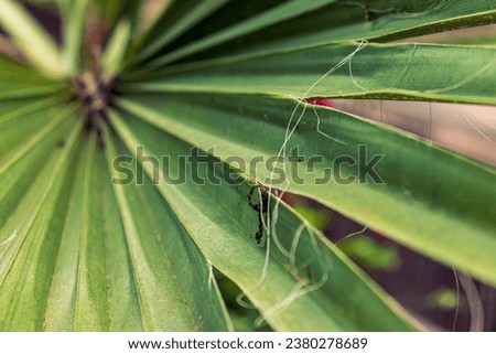 Abstract photograph of a palm leaf. Palm leaf texture, stripes, palm tree, leaf, texture. Interesting nature wallpaper. Fresh color, summer, sun, decoration