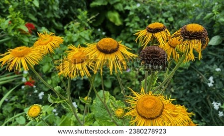 Flowers in Anne Hathaway Garden UK Royalty-Free Stock Photo #2380278923