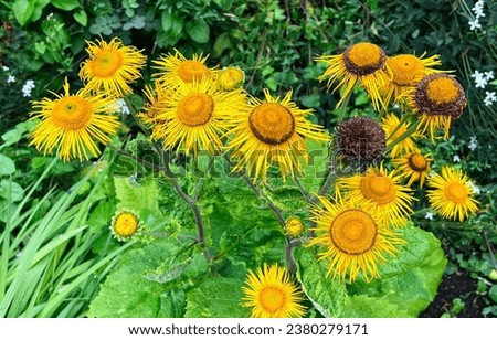 Flowers in Anne Hathaway Garden UK Royalty-Free Stock Photo #2380279171