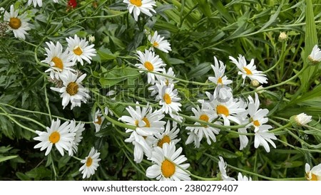 Flowers in Anne Hathaway Garden UK Royalty-Free Stock Photo #2380279407