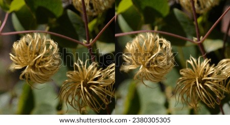 3D Stereoscopic pair of Clematis terniflora (Sweet autumn Clematis) aka Devil’s Darning Needles arranged for cross eyed viewing. Exchange left and right images for parallel viewing. Royalty-Free Stock Photo #2380305305