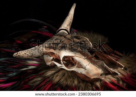 Cow skull and Indian feathers on a dark background