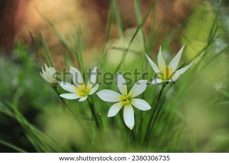 Blossom flowers in the meadow. Welcome spring concept image landscape close up. Green nature and environment concept.