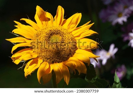 sun flower in dark background with shallow depth of field