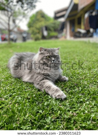 Close Up of Gray fluffy Persian cat. Lovely pet. 