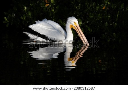 White Pelicans in JN Ding Darling National Wildlife Refuge   Royalty-Free Stock Photo #2380312587