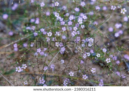 Small white or pale pink flowers appear in late spring and blossom until late autumn among the forest grass. Petrorhagia saxifraga. Tunic flower. Coat flower. Ukraine Royalty-Free Stock Photo #2380316211