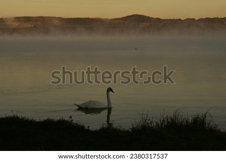 FOG ON THE LAKE AT DAWN WITH SWANS