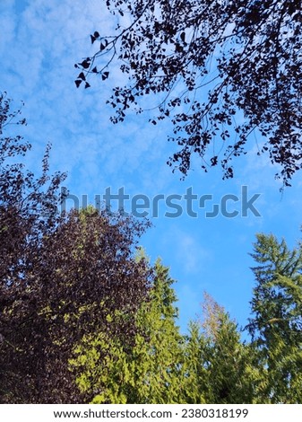 Looking Up Through The Trees