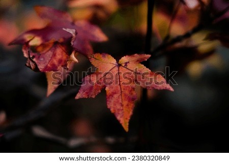 Autumn season with warm tone leaf under the tree in West Virginia national park at America