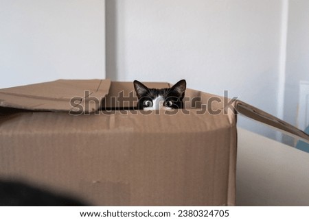 A cute tuxedo kitten peering out from inside a box. package recently delivered Royalty-Free Stock Photo #2380324705