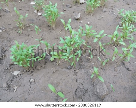 Mini Coriander Plant With Texture Vintage Background fresh growing organic coriander plants. Small GreenPlants Of Coriander In Garden Sunny Day All parts of the plant are edible, Royalty-Free Stock Photo #2380326119