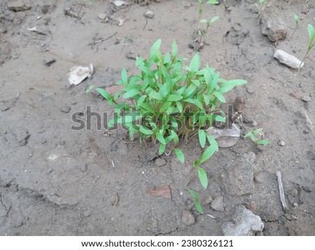 Mini Coriander Plant With Texture Vintage Background fresh growing organic coriander plants. Small GreenPlants Of Coriander In Garden Sunny Day All parts of the plant are edible, Royalty-Free Stock Photo #2380326121