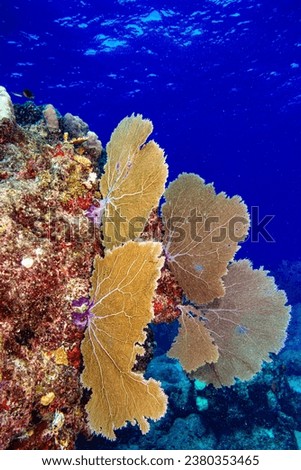 Gorgonia ventalina, the common sea fan or purple sea fan