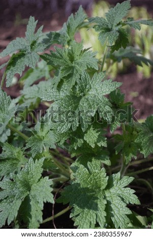 Green plant growing in the garden. Stock Image