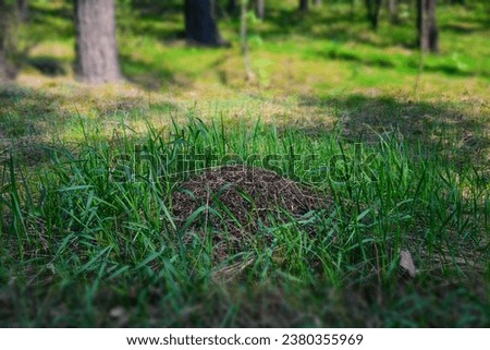 Little anthill in a pine forest. Stock Photo