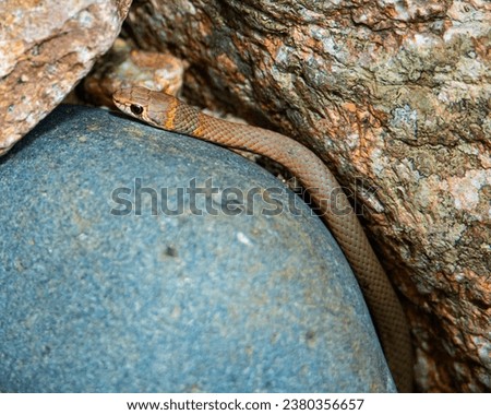 close up of beautiful, dangerous juvenile eastern brown snake spotted in paluma range national park, near jourama falls, north queensland, australia; deadly venomous snake in australia Royalty-Free Stock Photo #2380356657
