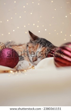 little tricolor cute kitten is tired and sleeps with Christmas decorations on the bed. beige pastel background with bokeh lights. close up, copy space