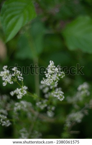Close up of the Meadowsweet 