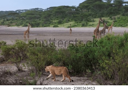 Lioness on the prowl hunting a group of giraffes in Serengeti Tanzania Africa Royalty-Free Stock Photo #2380363413