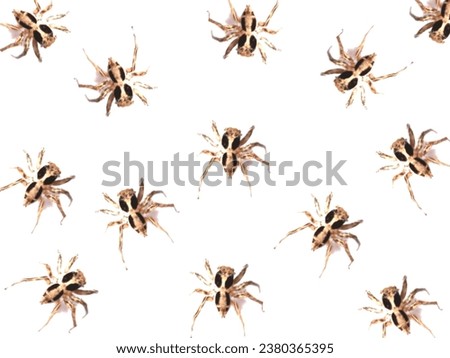 Spider photo on white background 