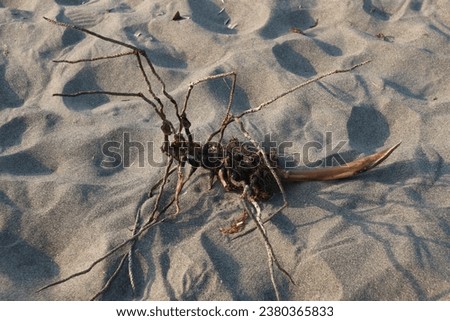 Dried coconut leaves washed up on the beach with sand