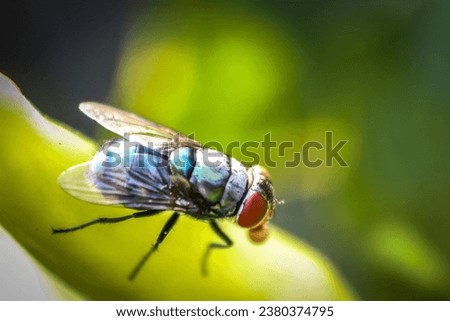 carrion flies living on green leaves Royalty-Free Stock Photo #2380374795