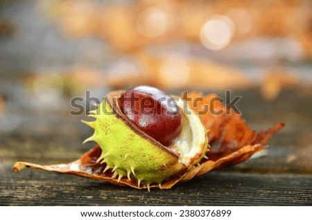 Burst chestnut (Castanea) with shell, symbolic picture autumn, Germany