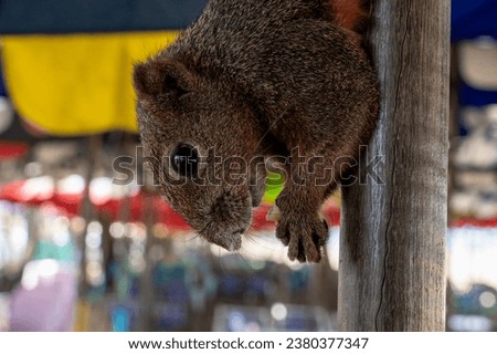 Close-up portrait of a brown squirrel holding a nut in its front paws. She hangs upside down on a stick from a beach umbrella.
Finlayson's squirrel lives in Cambodia Laos Myanmar Thailand and Vietnam.