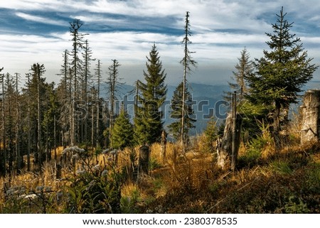Dead Spruces (Picea), protected forest, Belchen, Black Forest, Baden-Württemberg, Germany Royalty-Free Stock Photo #2380378535